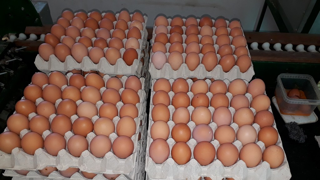 Živinarska farma 02