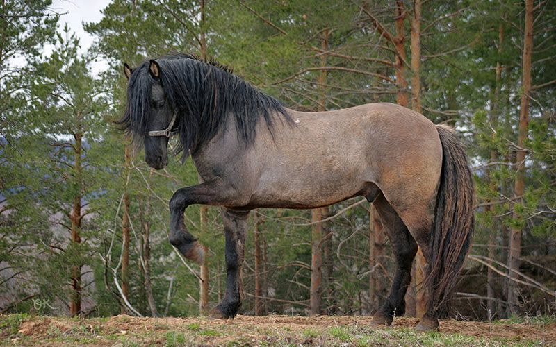 Ruska trojka 7