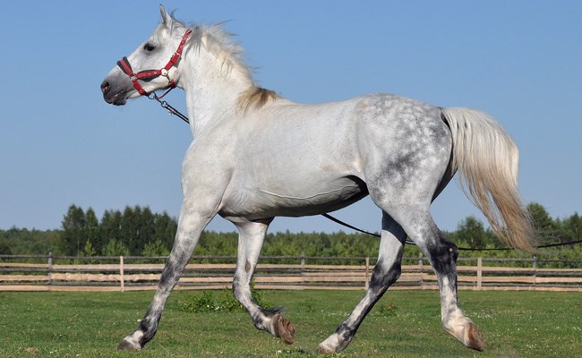 Ruska trojka 8