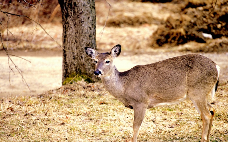 Priroda Sibira 7