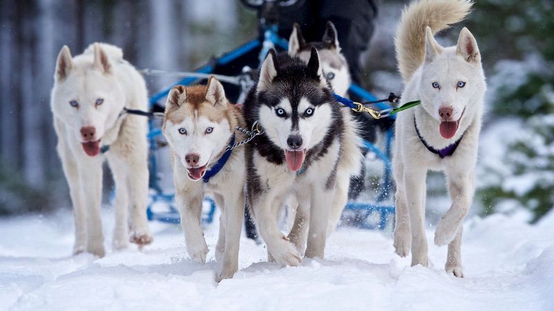 SIBIR 5-13